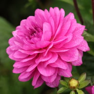 Karma Lagoon Dahlia Tuber