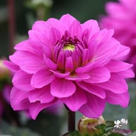 Karma Lagoon Dahlia Tuber