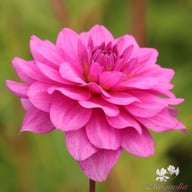 Karma Lagoon Dahlia Tuber