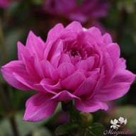 Karma Lagoon Dahlia Tuber