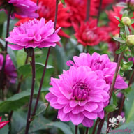 Karma Lagoon Dahlia Tuber