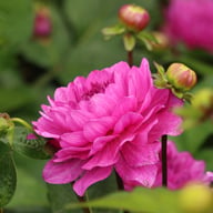 Karma Lagoon Dahlia Tuber