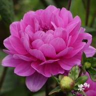 Karma Lagoon Dahlia Tuber