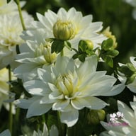 Karma Maarten Zwaan Dahlia Tuber