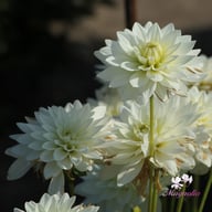 Karma Maarten Zwaan Dahlia Tuber