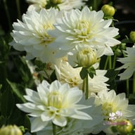Karma Maarten Zwaan Dahlia Tuber