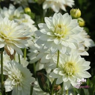 Karma Maarten Zwaan Dahlia Tuber