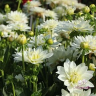 Karma Maarten Zwaan Dahlia Tuber