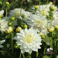 Karma Maarten Zwaan Dahlia Tuber