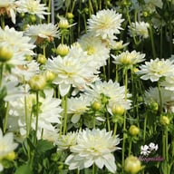 Karma Maarten Zwaan Dahlia Tuber