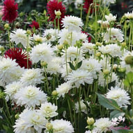 Karma Maarten Zwaan Dahlia Tuber