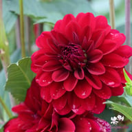 Karma Naomi Dahlia Knöl