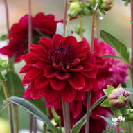 Karma Naomi Dahlia Knöl