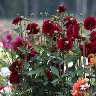 Karma Naomi Dahlia Knöl
