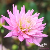 Karma Pink Corona Dahlia Knöl