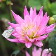 Karma Pink Corona Dahlia Knöl