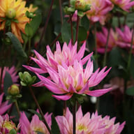 Karma Pink Corona Dahlia Tuber