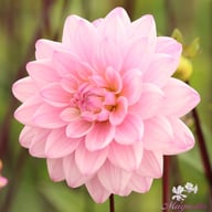 Karma Prospero Dahlia Tuber
