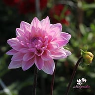 Karma Prospero Dahlia Tuber