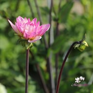 Karma Prospero Dahlia Tuber
