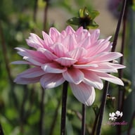 Karma Prospero Dahlia Tuber