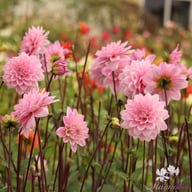 Karma Prospero Dahlia Tuber