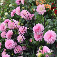 Karma Prospero Dahlia Tuber