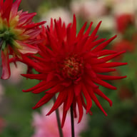 Karma Red Corona Dahlia Tuber