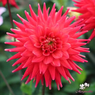 Karma Red Corona Dahlia Tuber