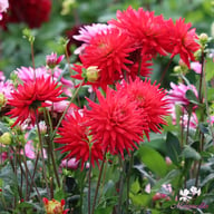 Karma Red Corona Dahlia Tuber