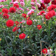 Karma Red Corona Dahlia Tuber