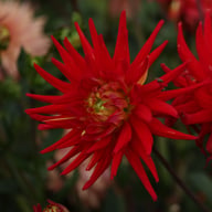 Karma Red Corona Dahlia Tuber