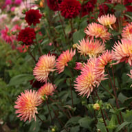 Karma Sangria Dahlia Tuber