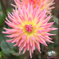 Karma Sangria Dahlia Knöl