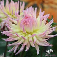 Karma Sangria Dahlia Knöl