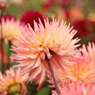 Karma Sangria Dahlia Tuber