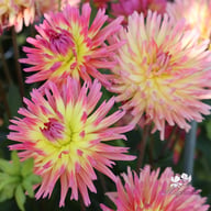 Karma Sangria Dahlia Knöl