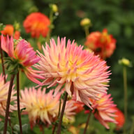 Karma Sangria Dahlia Tuber