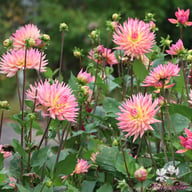 Karma Sangria Dahlia Knöl
