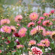 Karma Sangria Dahlia Knöl