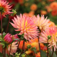 Karma Sangria Dahlia Tuber