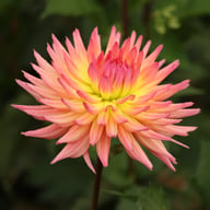 Karma Sangria Dahlia Tuber