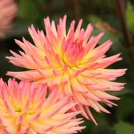 Karma Sangria Dahlia Tuber