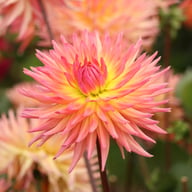 Karma Sangria Dahlia Tuber