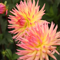 Karma Sangria Dahlia Tuber