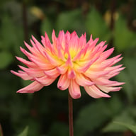 Karma Sangria Dahlia Tuber
