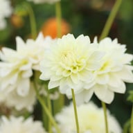 Karma Serena Dahlia Tuber