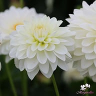 Karma Serena Dahlia Knöl