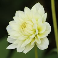 Karma Serena Dahlia Tuber