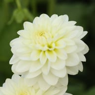 Karma Serena Dahlia Tuber